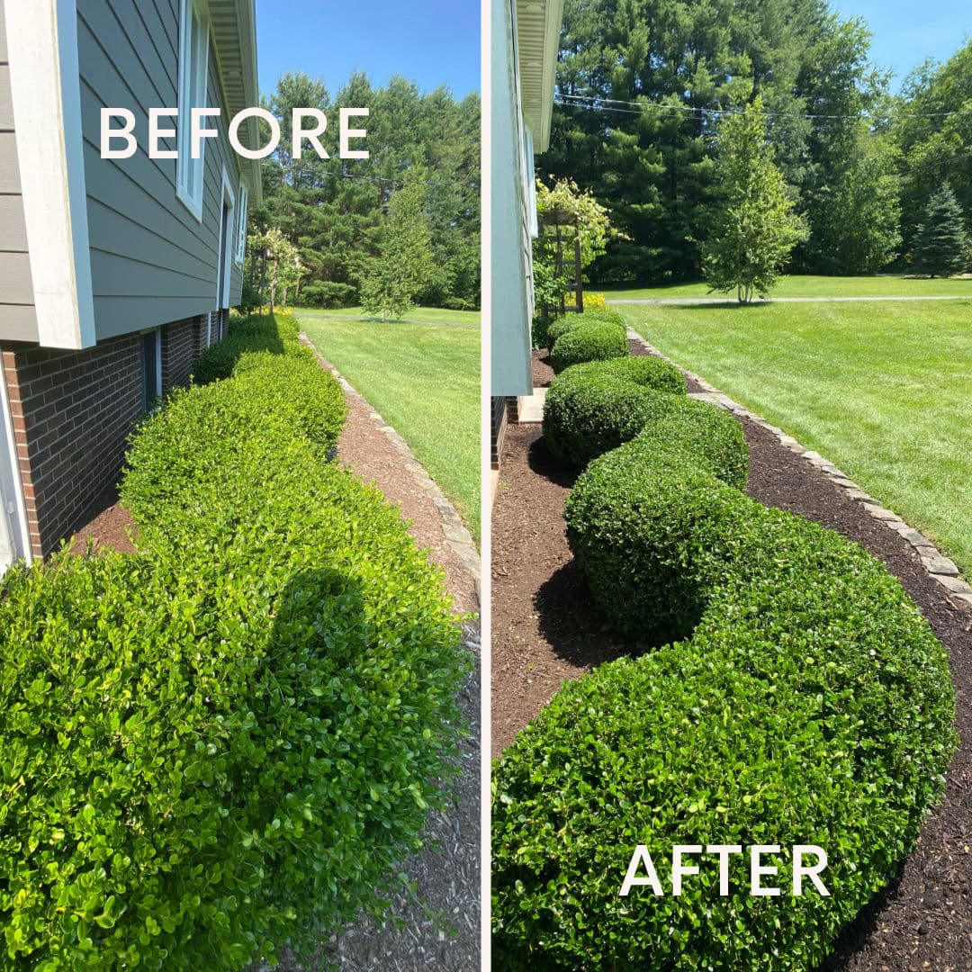 Boxwood Trimming That Makes Your Whole Yard Look Sharp image