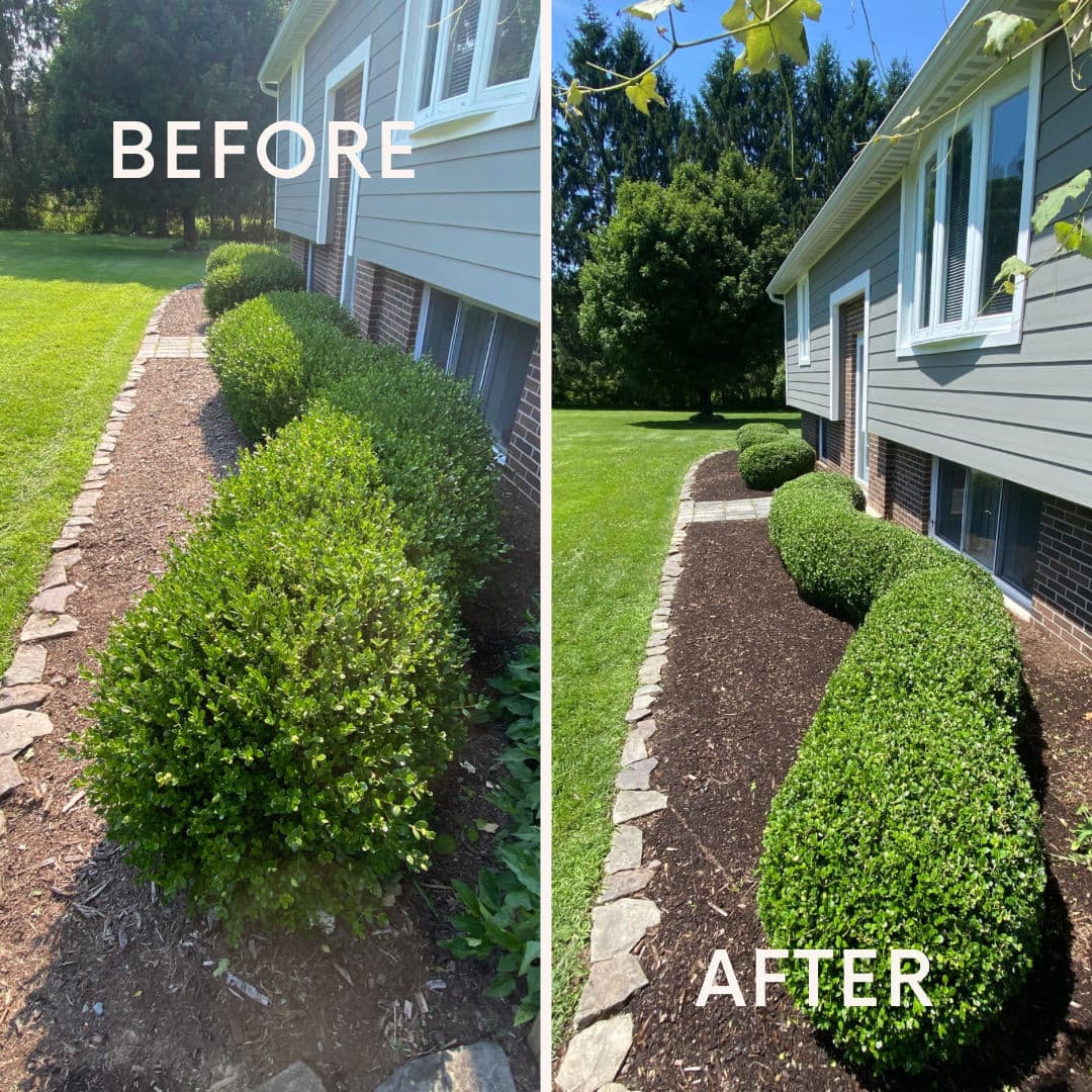 Gallery photos for Boxwood Trimming That Makes Your Whole Yard Look Sharp: Image #1