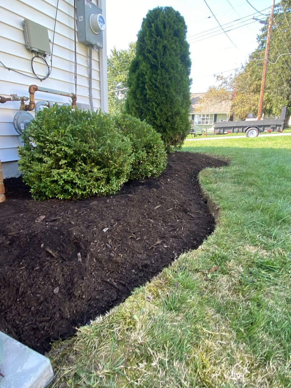 Mulched garden border with decorative shrubs and a tall coniferous tree by a house.