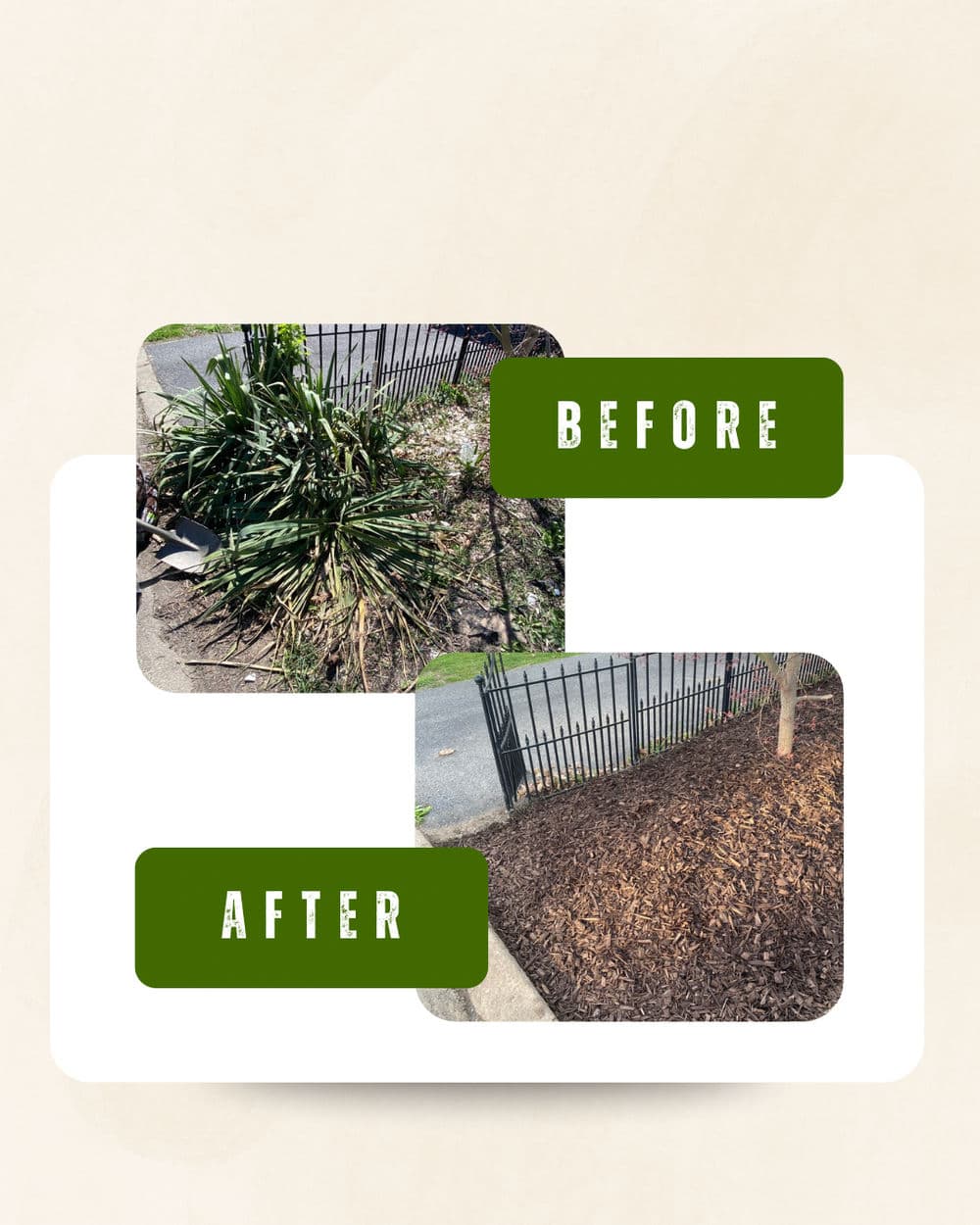 Before and after garden cleanup showing healthy plants and fresh mulch installation.