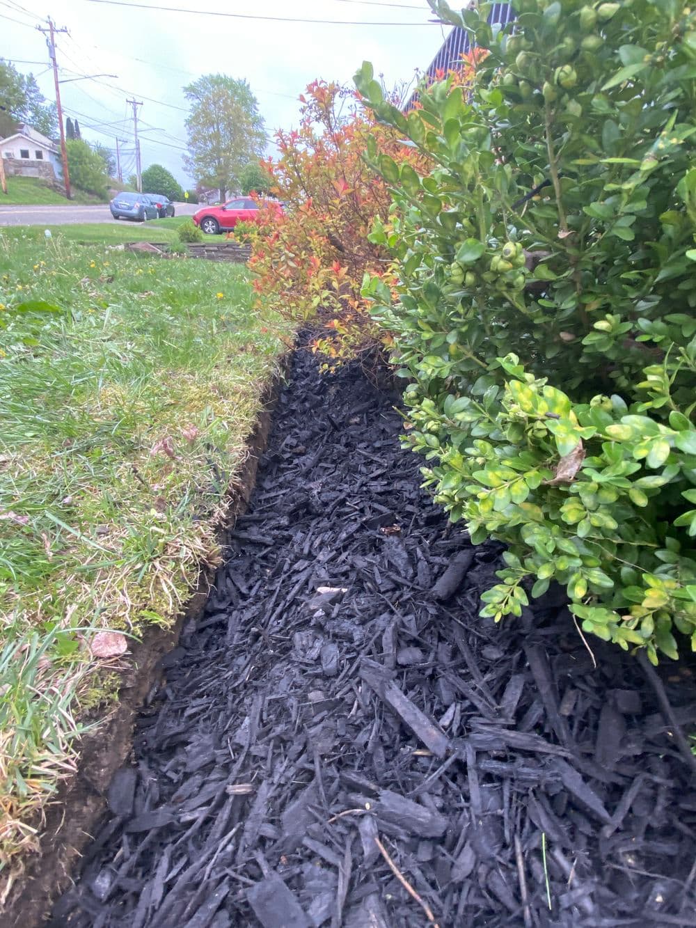 Mulch garden border with green shrubs and colorful autumn foliage along the sidewalk.