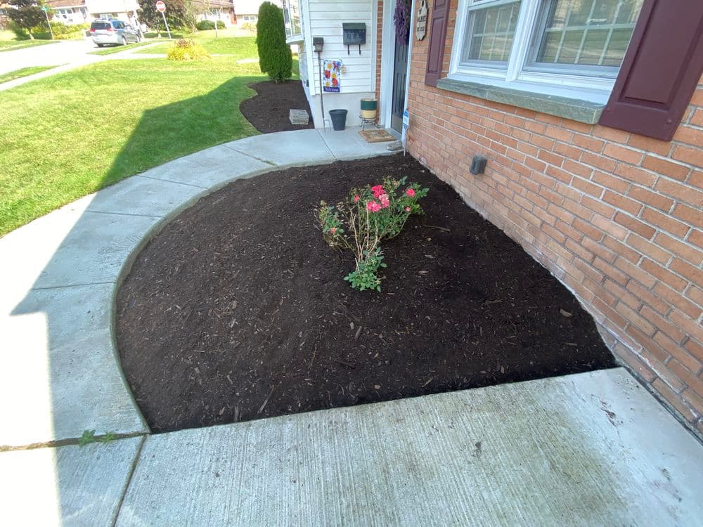Flower bed with pink flowers and fresh mulch next to a brick house and sidewalk.