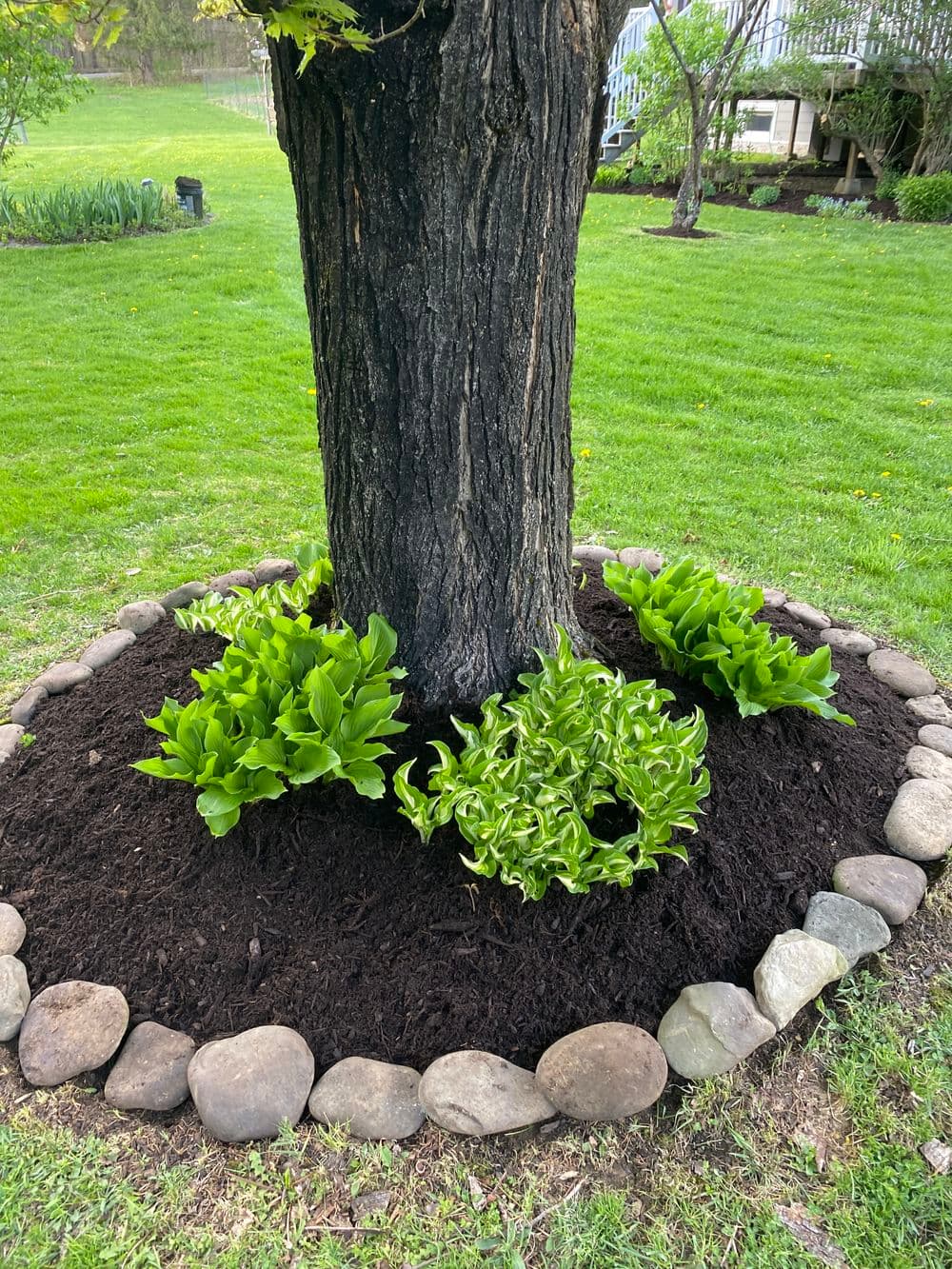 Lush green hosta plants surround the base of a tree, bordered by rocks and fresh mulch.