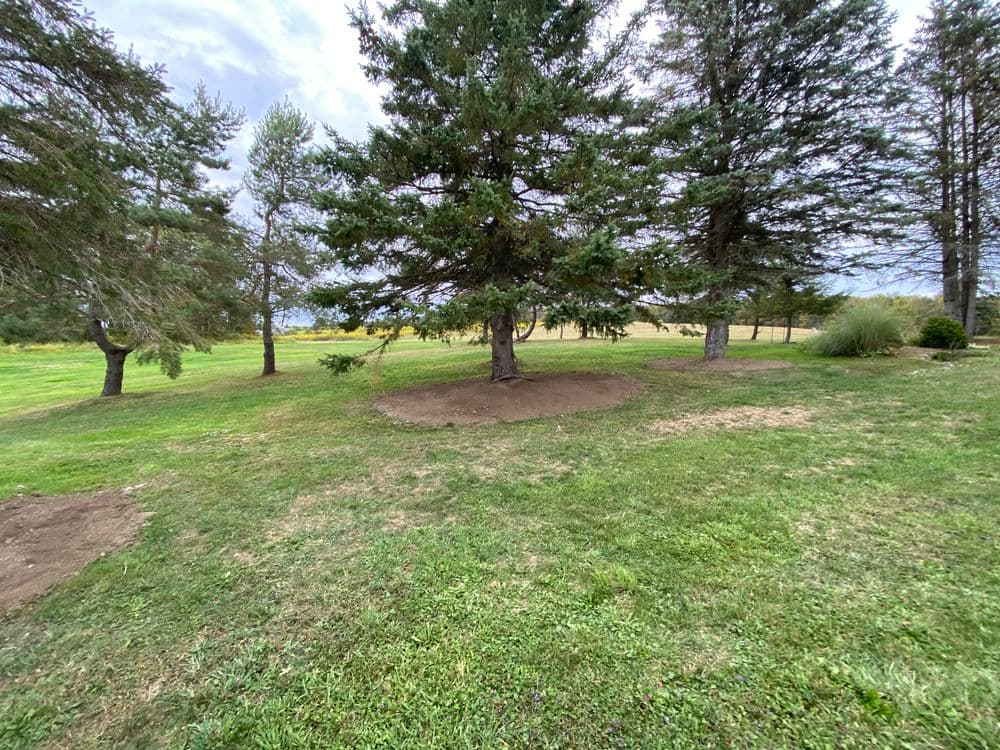 Lush green landscape featuring a decorative tree surrounded by grass and shrubs.