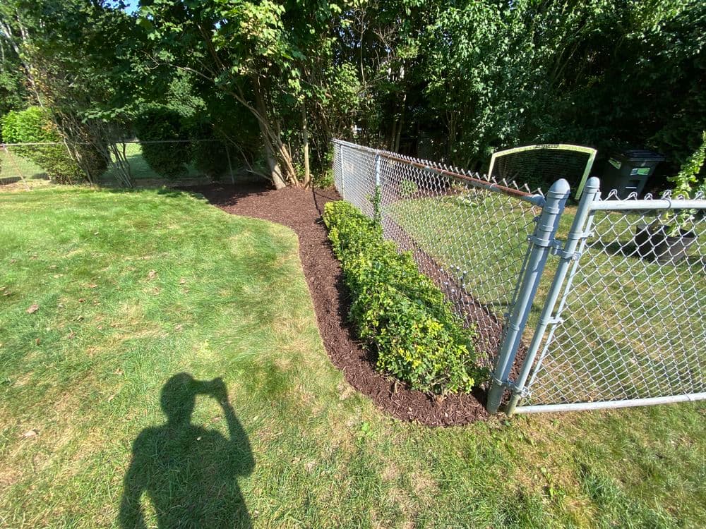 Lush green fence line with freshly mulched garden and neatly trimmed bushes. Shadow of a person.