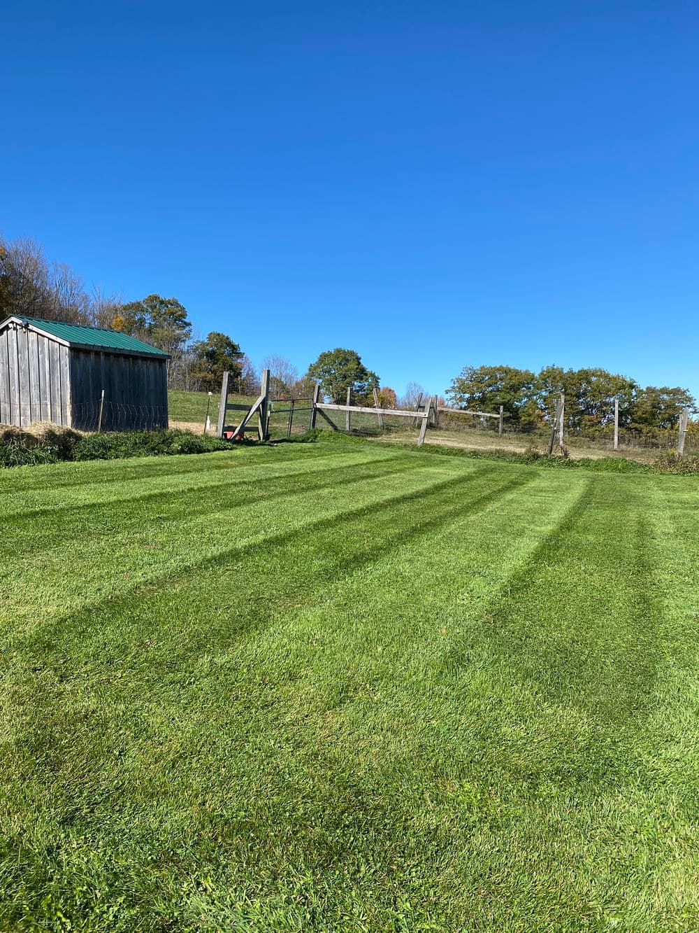 Lush green lawn with freshly mown stripes under a clear blue sky and wooden shed.