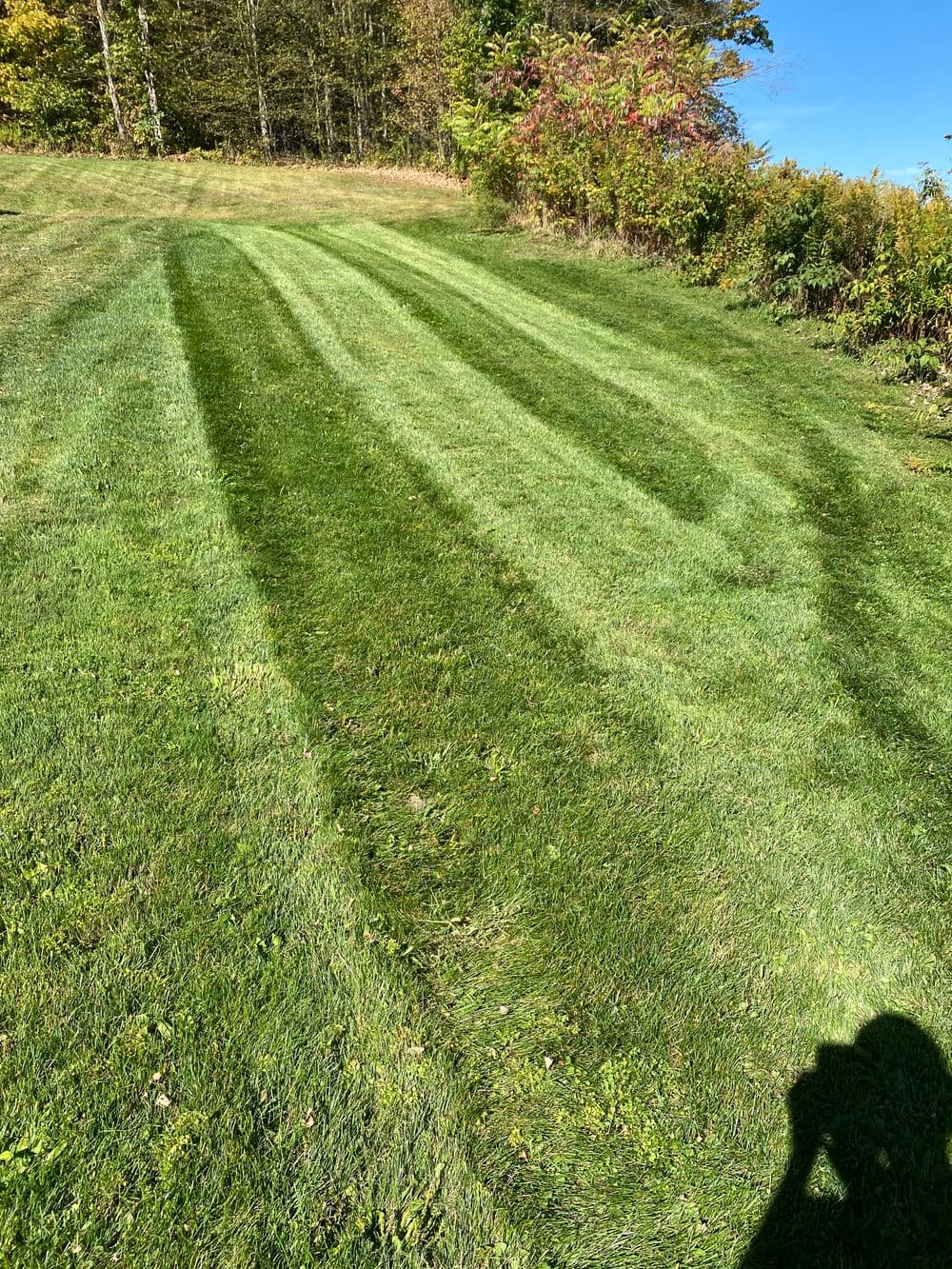 Lush green lawn with neatly mowed stripes and tall grass edges under a clear blue sky.
